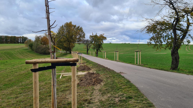 Ausgleichspflanzung im Schlunziger Weg