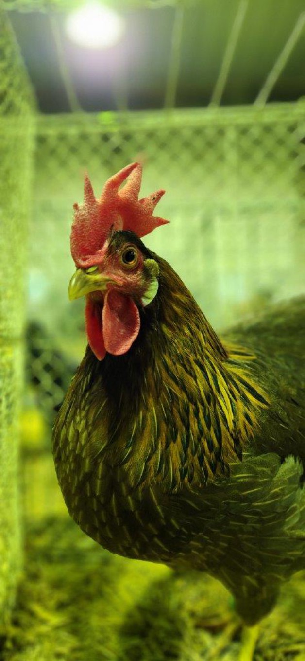 Große Kleintier- und Geflügelausstellung 2026 in Dennheritz