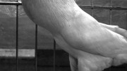DSC04394