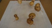 Hier seht ihr eine Kartoffelfamilie