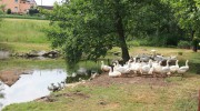 Gänse im Bahnweg Dennheritz