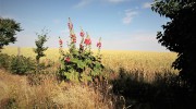 Weizenfeld in Dennheritz