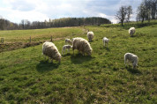 Das Lebensmittelüberwachungs- und Veterinäramt informiert zu Bestandsmeldungen bei Schaf- uns Ziegenhaltungen  – NEU: Meldung von Abgängen