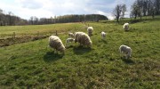 Landleben