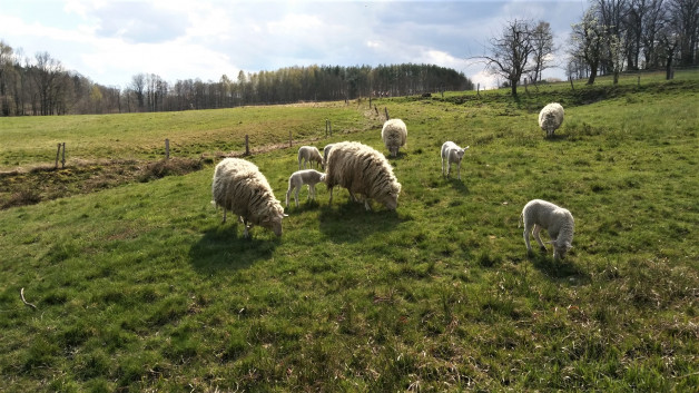 Das Lebensmittelüberwachungs- und Veterinäramt informiert zu Bestandsmeldungen bei Schaf- uns Ziegenhaltungen  – NEU: Meldung von Abgängen