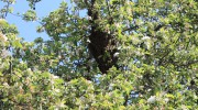 Bienen beim Schwärmen in Dennheritz